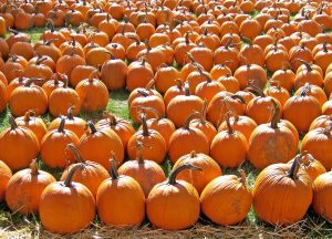 Credited to Pixabay images: pumpkins-18071_1920 